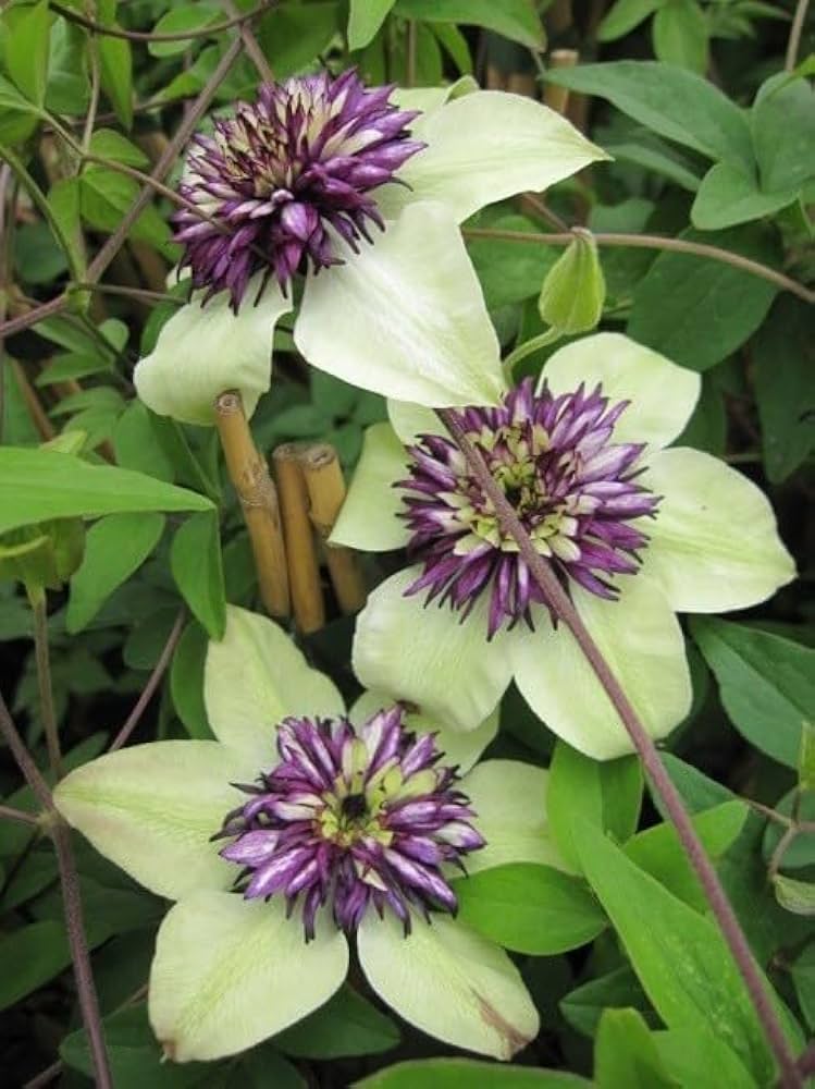 Mixed Clematis Clematis spp. for planting in flower bed.