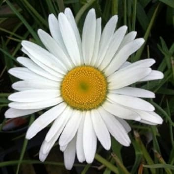 White Leucanthem Flower seeds for Planting - Seasonal Bloomer, Heirloom & GMO Free Seeds for Home Garden
 
 Sale for planting in home garden.