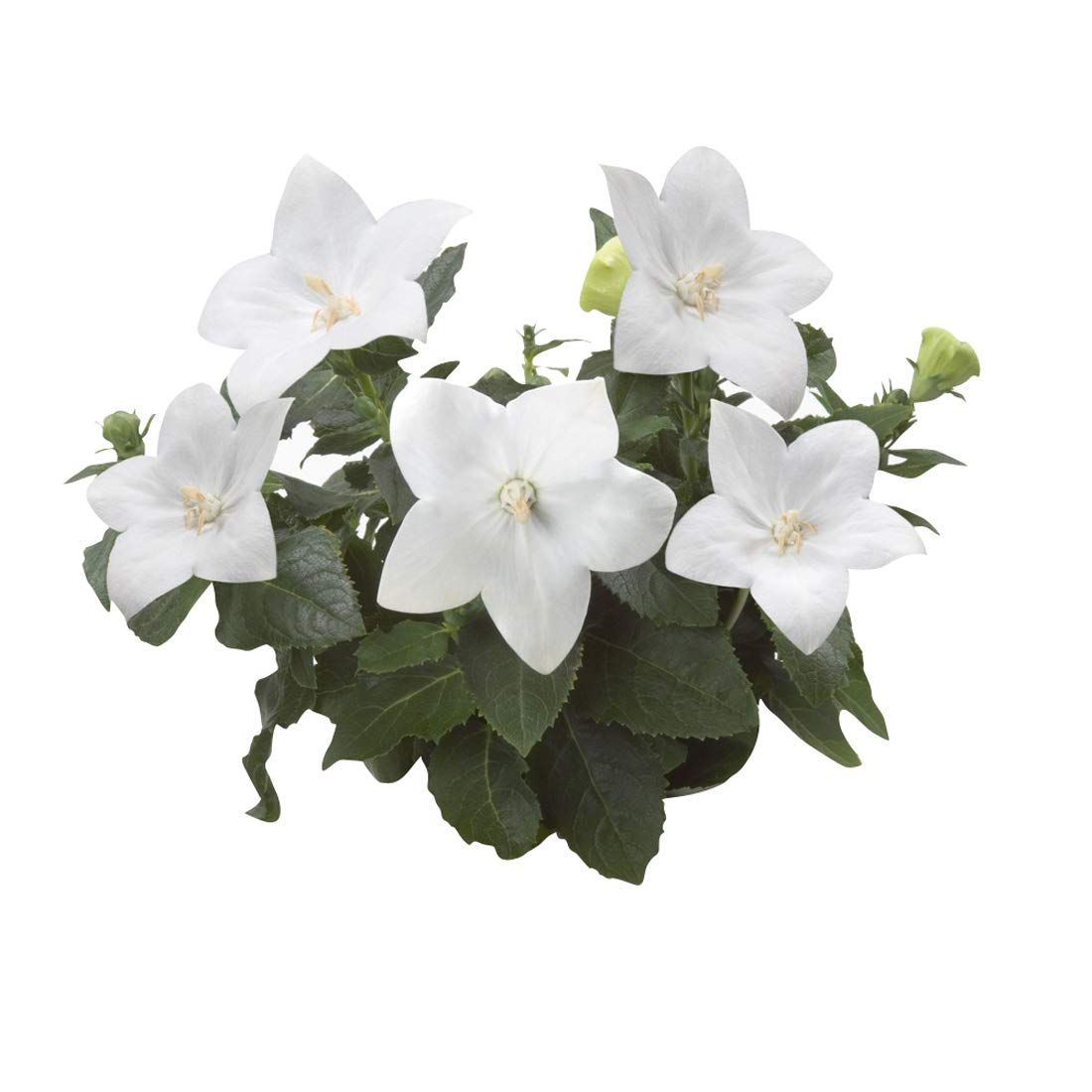 Balloon Flower Platycodon grandiflorus Astra White for planting in patio garden