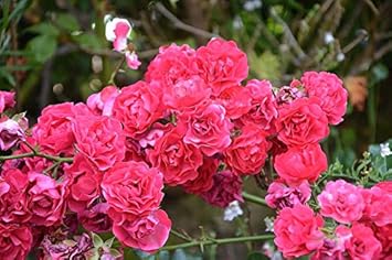 Light Yellow Sunflower Seeds for Planting Premium Quality Heirloom & GMO Free Seeds for Home Garden
 
 Sale for planting in home garden