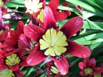 Thick Pink Sparaxis Flower seeds for Planting - Colorful Display, Heirloom & GMO Free Seeds for Home Garden
 
 Sale for planting in home garden.