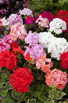 Yellow Brown Lilium Flower Seeds for Planting Shade Tolerant Heirloom & GMO Free Seeds for Home Garden
 
 Sale for planting in home garden