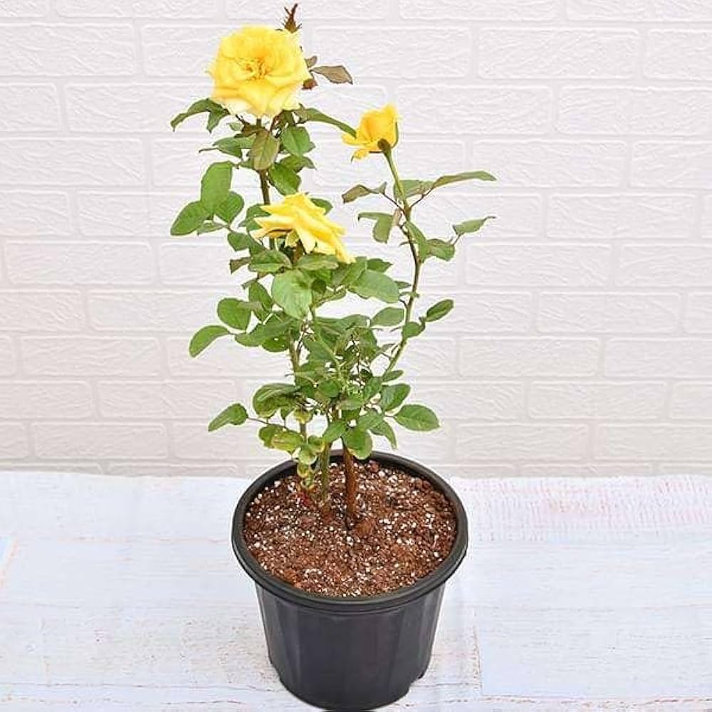 Yellow Rose Planting Seeds For Gorgeous Garden Displays Flower