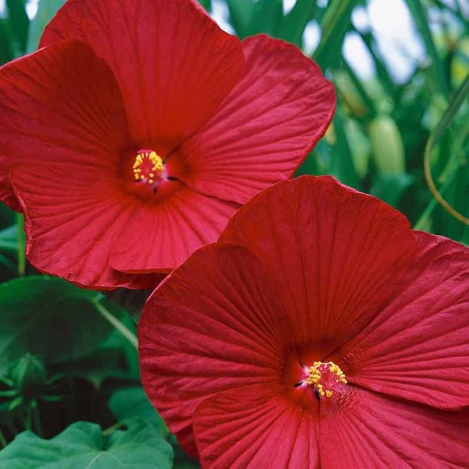 Cranberry Hibiscus Flower Seeds For Vibrant Foliage And Stunning Blooms In Your Garden