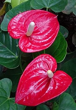 MultiColor Rose Flower Seeds for Planting Easy to Grow Heirloom & GMO Free Seeds for Home Garden
 
 Sale for planting in home garden