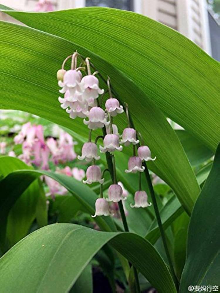 Pink Bell Orchid Seeds For Planting Flower