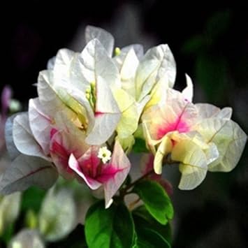 Mixed Bougainvillea Flower seeds for Planting - Low Maintenance, Heirloom & GMO Free Seeds for Home Garden
 
 Sale seeds for home garden