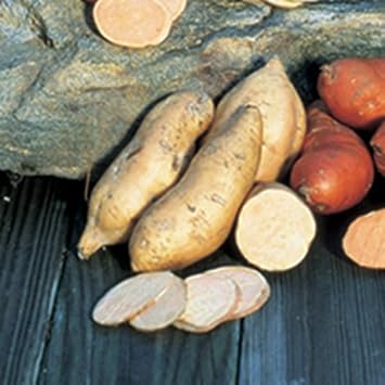 Sweet Potato Vegetable Seeds Planting Brown White