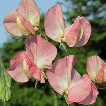 Yellow Hemerocallis Flower Seeds for Planting Wildflower Mix Heirloom & GMO Free Seeds for Home Garden
 
 Sale for planting in home garden