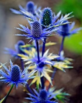 Eryngium Alpinum Flower seeds for Planting - Colorful Display, Heirloom & GMO Free Seeds for Home Garden
 
 Sale seeds for home garden