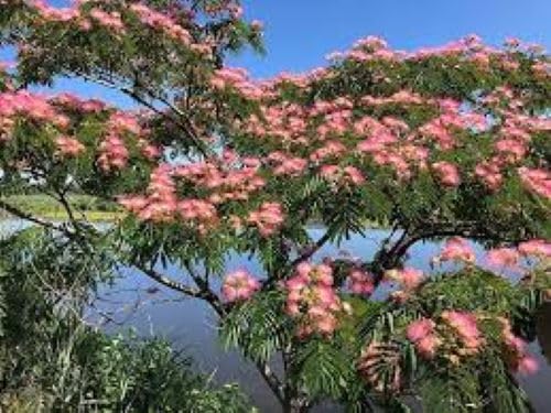 Albizia Mimosa Silk Tree Flower Seeds for DIY Home Gardens