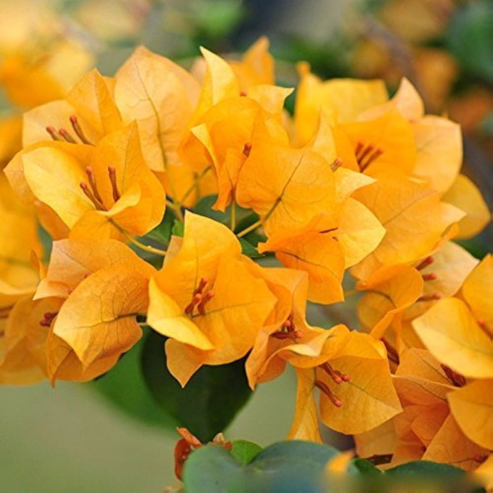 Yellow Bougainvillea Flower seeds for Planting - Pollinator Friendly, Heirloom & GMO Free Seeds for Home Garden
 
 Sale for planting in home garden.