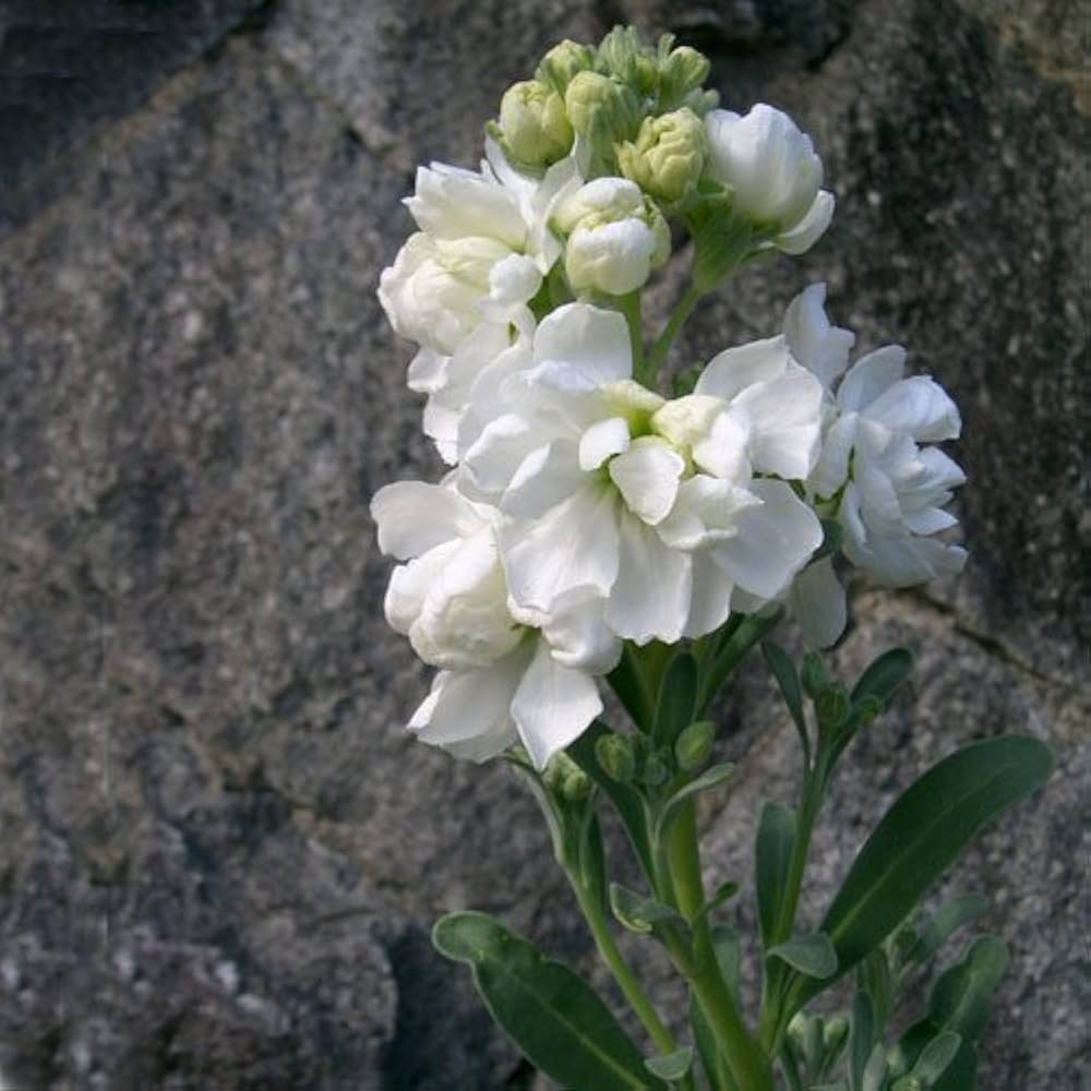 White Matthiola Flower Seeds - Fragrant Blooms For Planting