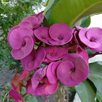 Violet Euphorbia Milii Flower seeds for Planting - Cottage Garden Essential, Heirloom & GMO Free Seeds for Home Garden
 
 Sale seeds for planting in home garden