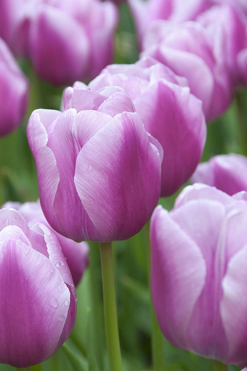 Lavender Tulip Flower Seeds For Easy Planting