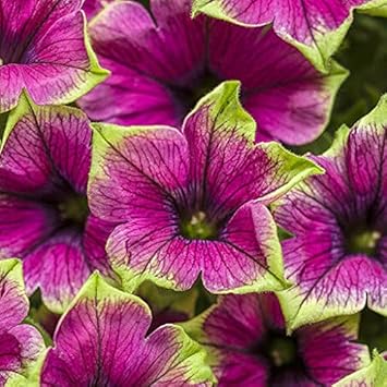 Star Petunia Pink Flower Seeds For Planting - Bright Blooms Your Garden