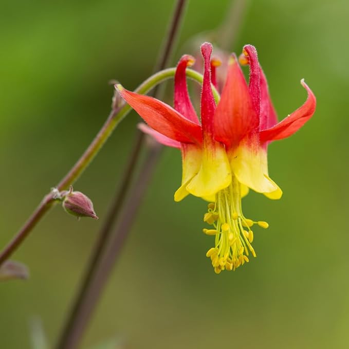 Oriental Columbine for planting in wildflower garden