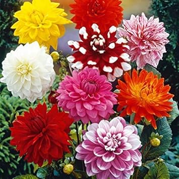 Two Color Dahlia Flower Seeds For Vibrant Garden Planting