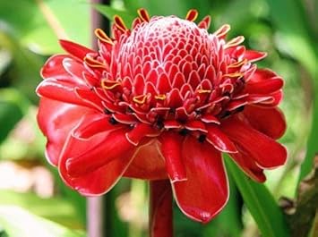 Red Torch Ginger Flower seeds for Planting - Premium Quality, Heirloom & GMO Free Seeds for Home Garden
 
 Sale for planting in home garden.