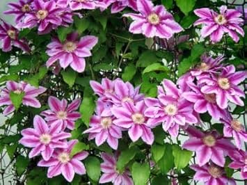Perennial Vine Climbing Flower seeds for Planting - Cottage Garden Essential, Heirloom & GMO Free Seeds for Home Garden
 
 Sale seeds for home garden