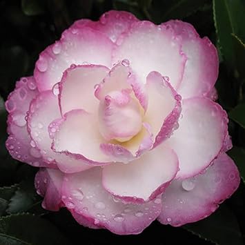 White Purple Camellia Flower seeds for Planting - Fragrant Blossoms, Heirloom & GMO Free Seeds for Home Garden
 
 Sale for planting in home garden.