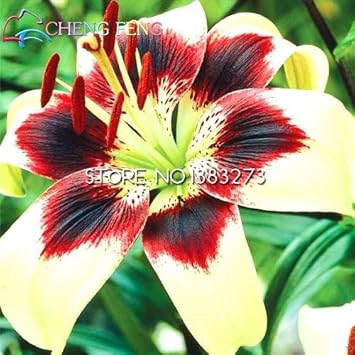 Yellow Red Lilium Flower seeds for Planting - Hardy Variety, Heirloom & GMO Free Seeds for Home Garden
 
 Sale for planting in home garden.