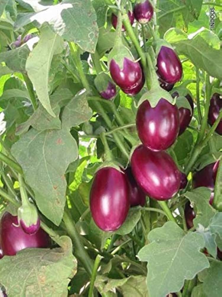 Rare Melon Eggplant Seeds for Flowering Home Vegetable and Fruit Trees