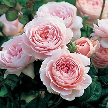 Light Green Geranium Flower Seeds for Planting Cottage Garden Essential Heirloom & GMO Free Seeds for Home Garden
 
 Sale for planting in home garden