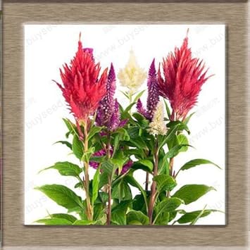 Red Purple Pteris Flower seeds for Planting - Cottage Garden Essential, Heirloom & GMO Free Seeds for Home Garden
 
 Sale for planting in home garden.