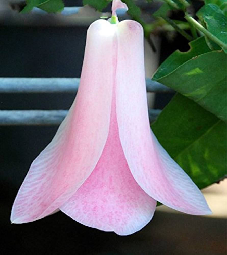 Chilean Bellflower Seeds Lapageria Rosea for rare garden blooms
