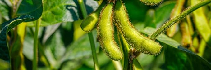 Edamame Envy Soybean Seeds For Planting - Healthy Snack Choice Plant Seeds