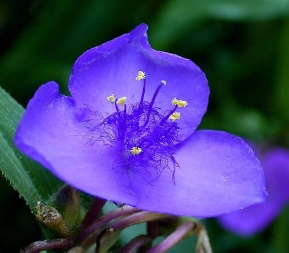 Blue Tradescantia Flower seeds for Planting - Long Bloom Season, Heirloom & GMO Free Seeds for Home Garden
 
 Sale seeds for planting in home garden