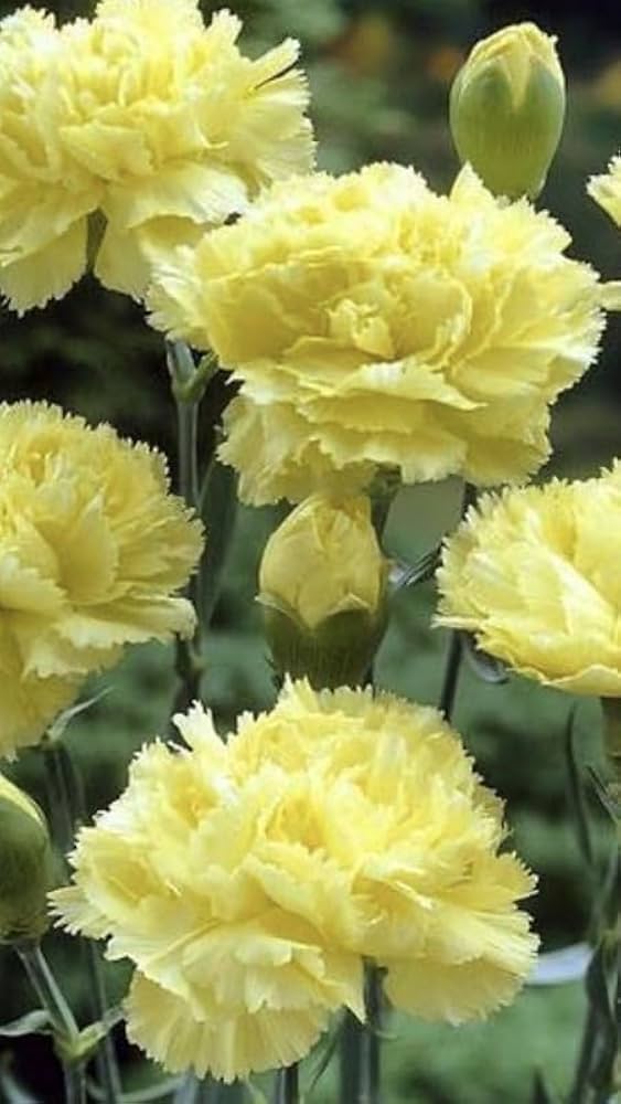 Yellow Carnation Flower Seeds Planting