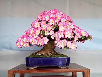 Simsii Bonsai Flower Seeds Planting Light Pink