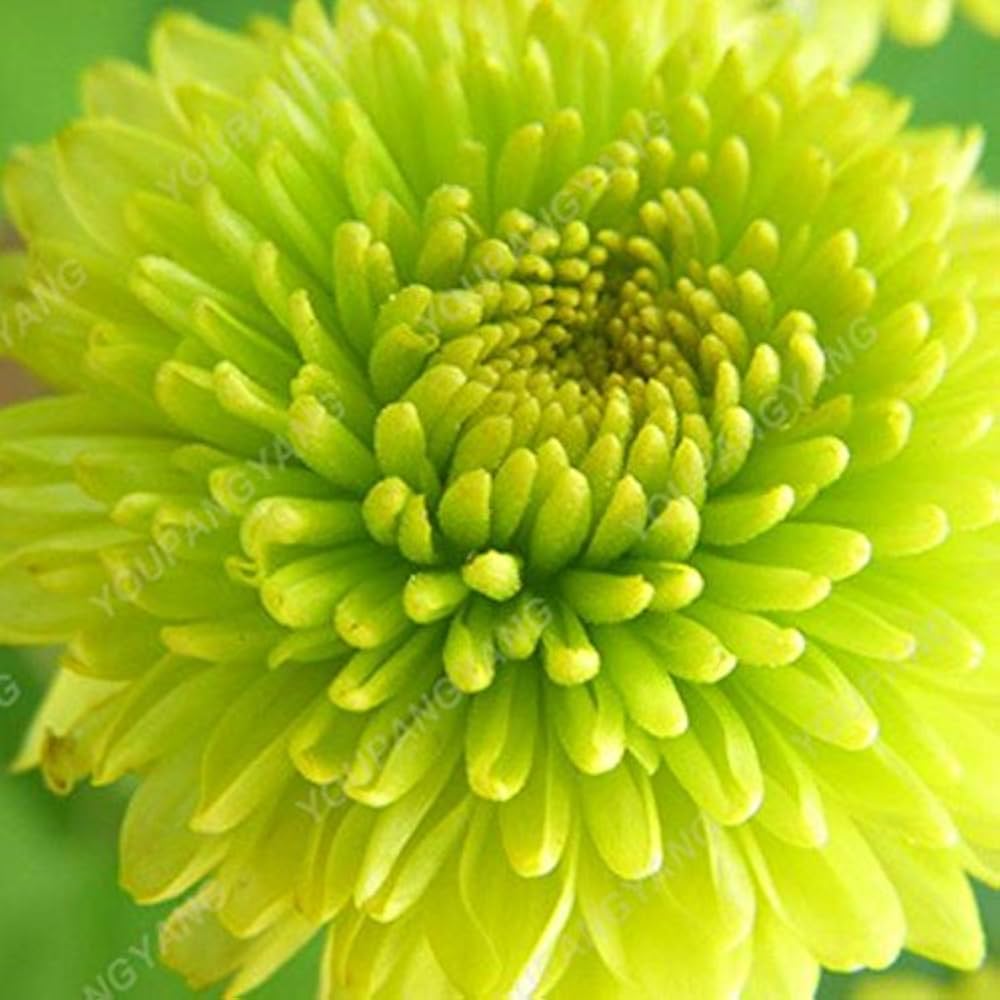 Light Green Aster Seeds For Planting - Cultivate Serene Beauty