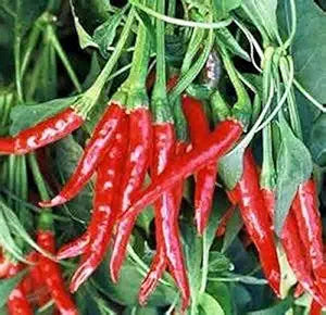 Hot Pepper Capsicum spp for planting in vegetable patch
