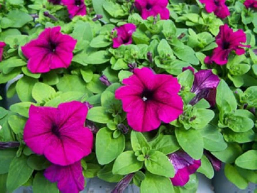 Pelletta Petunia Limbo Purple Petunia Seeds