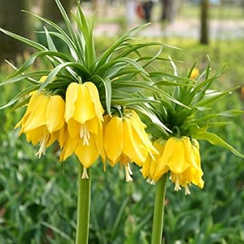 Yellow Imperial Crown Flower Seeds Planting