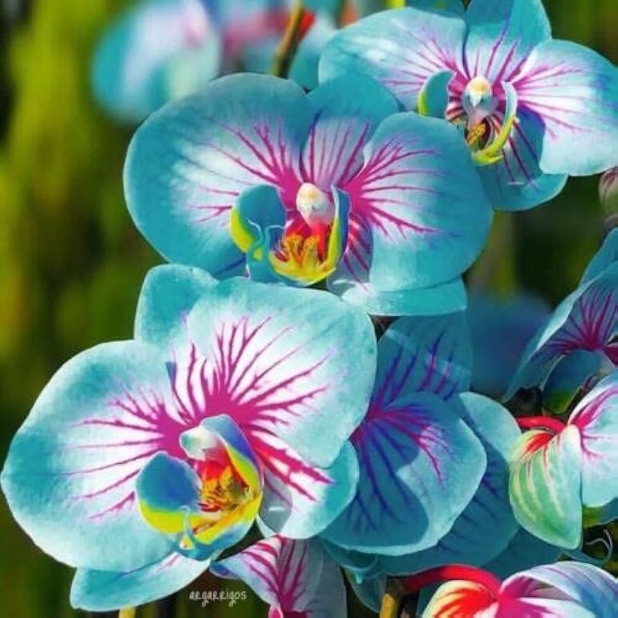 Blue And Pink Orchid Flower Seeds For Easy Planting