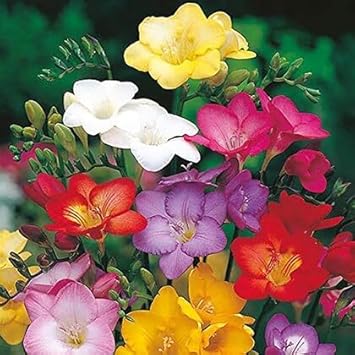 Freesia Flower seeds for Planting - Easy to Grow, Heirloom & GMO Free Seeds for Home Garden
 
 Sale for planting in home garden.