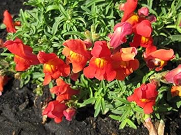 Gray Rose Flower Seeds for Planting Vibrant Colors Heirloom & GMO Free Seeds for Home Garden
 
 Sale for planting in home garden