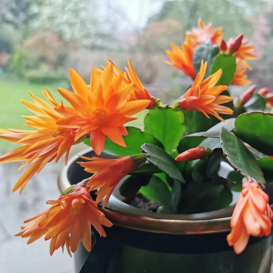 Dark Orange Zygocactus Truncatus Flower Seeds for Planting