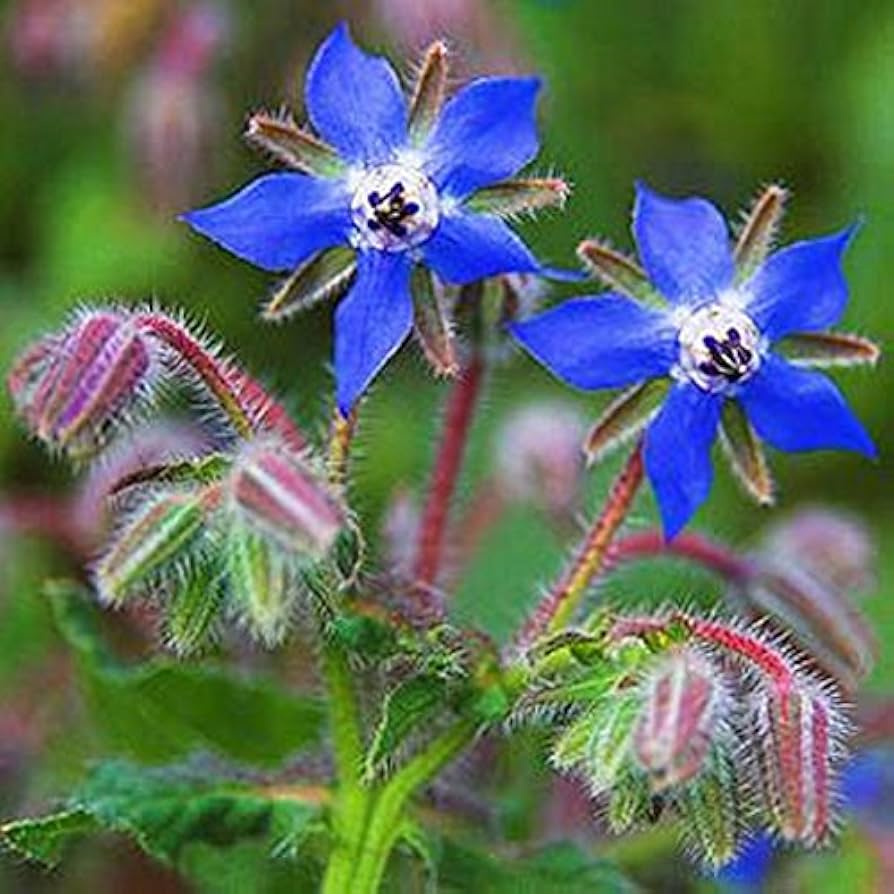 Blue Borage Flower seeds for Planting - Easy to Grow, Heirloom & GMO Free Seeds for Home Garden
 
 Sale seeds for planting in home garden