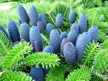 Blue Abies Veitchii Flower seeds for Planting - Garden Favorite, Heirloom & GMO Free Seeds for Home Garden
 
 Sale for planting in home garden.