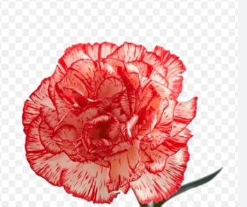 White (White Red) seeds for planting in home garden