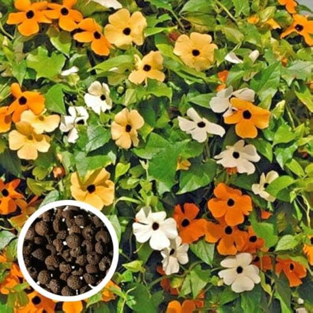 Black Eyed Susan Vine Seeds for fast-growing flowering climbers