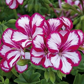 Red Gloxinia Sinningia Flower Seeds for Planting Easy to Grow Heirloom & GMO Free Seeds for Home Garden
 
 Sale for planting in home garden