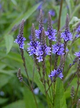 Blue Vervain Flower seeds for Planting - Premium Quality, Heirloom & GMO Free Seeds for Home Garden
 
 Sale for planting in home garden