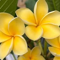 Yellow Gloxinia Flower seeds for Planting Vibrant Colors Heirloom & GMO Free Seeds for Home Garden
 
 Sale seeds for home garden planting