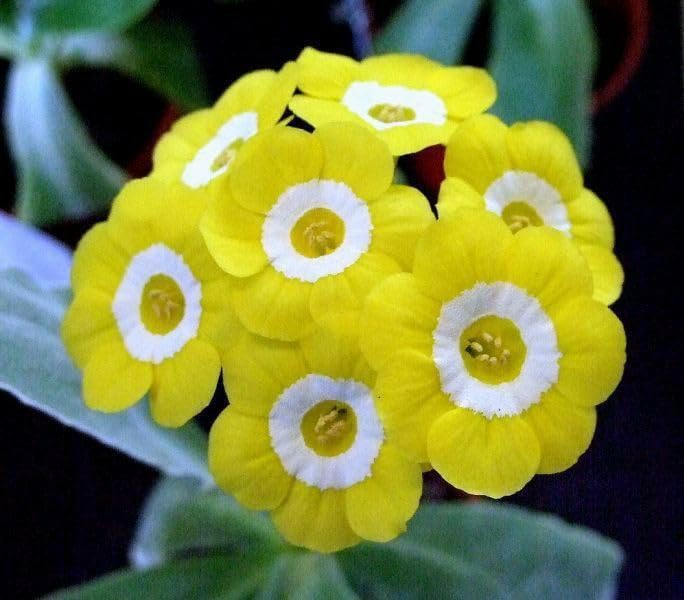 Primrose Primula vulgaris Hoch for planting in spring border
